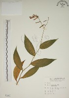 臺灣油點草藏品圖，第1張