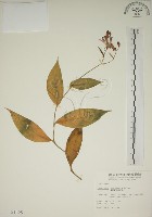 臺灣油點草藏品圖，第1張