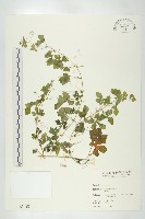 苦瓜藏品圖，第1張