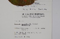 溪頭秋海棠藏品圖，第2張