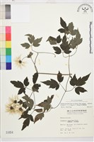 巴氏鐵線蓮藏品圖，第1張