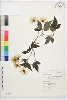 巴氏鐵線蓮藏品圖，第1張