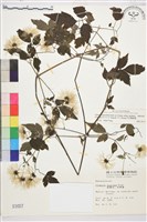 巴氏鐵線蓮藏品圖，第1張