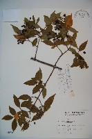 呂宋莢迷藏品圖，第1張