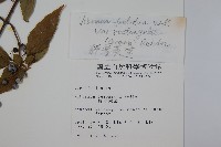 呂宋莢迷藏品圖，第2張