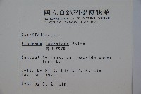 呂宋莢迷藏品圖，第2張