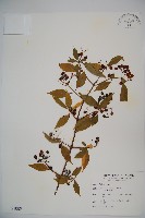 呂宋莢迷藏品圖，第1張