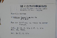 呂宋莢迷藏品圖，第2張