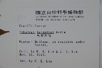 呂宋莢迷藏品圖，第2張