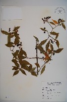 呂宋莢迷藏品圖，第1張