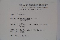 呂宋莢迷藏品圖，第2張