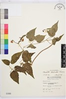 小木通藏品圖，第1張