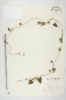 小木通藏品圖，第1張