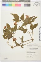 小木通藏品圖，第1張