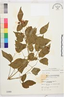 小木通藏品圖，第1張