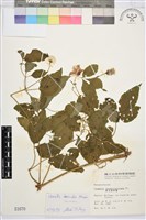 小木通藏品圖，第2張