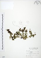 小椒草藏品圖，第1張