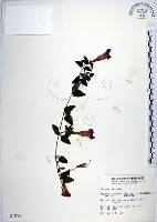 倒地蜈蚣、四角銅鑼藏品圖，第1張