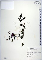 倒地蜈蚣、四角銅鑼藏品圖，第1張