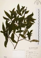 山胡椒藏品圖，第1張