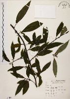 山胡椒藏品圖，第1張