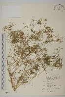 大爪草藏品圖，第1張