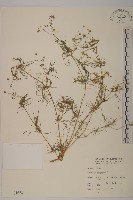 大爪草藏品圖，第1張