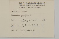 大爪草藏品圖，第2張