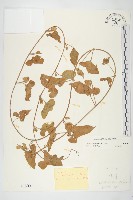 吊鐘藤藏品圖，第1張