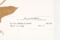 吊鐘藤藏品圖，第3張