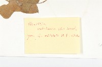 吊鐘藤藏品圖，第4張