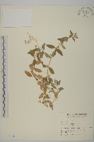 狗筋蔓藏品圖，第1張