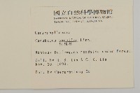 狗筋蔓藏品圖，第2張