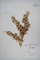 匙葉蓮子草藏品圖，第1張