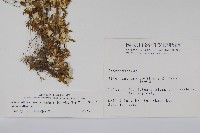 匙葉蓮子草藏品圖，第2張