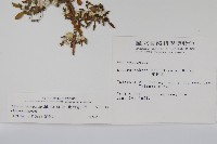 匙葉蓮子草藏品圖，第2張