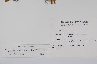 匙葉蓮子草藏品圖，第2張