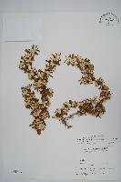 匙葉蓮子草藏品圖，第1張