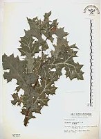 薊罌粟藏品圖，第1張