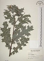 薊罌粟藏品圖，第1張