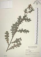 薊罌粟藏品圖，第1張