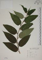 山黃麻藏品圖，第1張