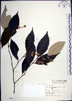 紅皮、葉下白、赤仔尾藏品圖，第1張