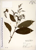 水金京藏品圖，第1張