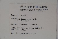 呂宋莢迷藏品圖，第2張