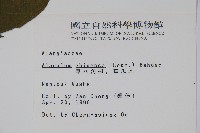 華八角楓藏品圖，第2張