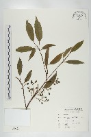 薯豆藏品圖，第1張