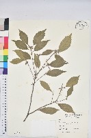 油葉石櫟藏品圖，第1張