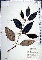 紅皮、葉下白、赤仔尾藏品圖，第1張