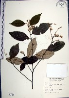 紅皮、葉下白、赤仔尾藏品圖，第1張